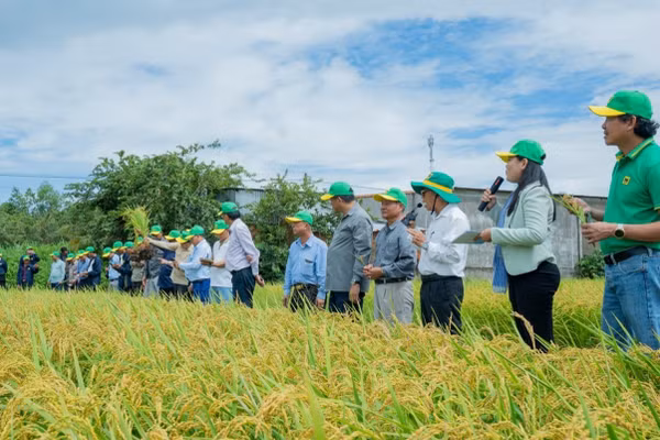 Đoàn lãnh đạo Bộ Nông nghiệp, Lâm nghiệp và Thủy sản Campuchia cùng các đơn vị chuyên môn ngành lúa gạo, cán bộ nông nghiệp và nông dân Campuchia đến tham quan mô hình “Hành trình xanh-Đất khỏe, cây trồng khỏe” tại hợp tác xã Phú Nông Xanh, xã Vĩnh Điều, tỉnh An Giang. (Ảnh: BFC)
