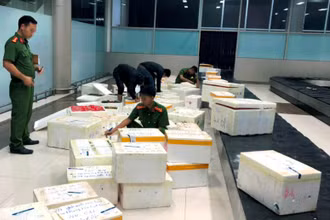 Kiểm tra các thùng chứa dâu tây nhập lậu qua Cảng hàng không Liên Khương.