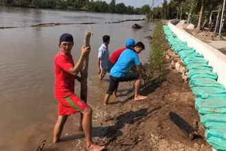 Làm kè sinh thái ở huyện Châu Thành.