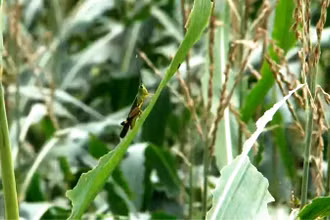Nhiều nương ngô ở bản Tá Miếu bị châu chấu tre ăn lá.