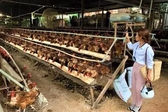 Một trang trại nuôi gà quy mô lớn ở thôn 3, xã Cư Êbur.