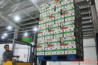 Lavifood thu mua 200 tấn thanh long ruột đỏ của các thành viên trong Hiệp hội Thanh long Long An.