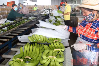Sơ chế chuối sạch tại Công ty TNHH Phát triển Nông nghiệp Hoàng Anh Attapeu, một trong những dự án lớn Việt Nam đầu tư vào Lào.