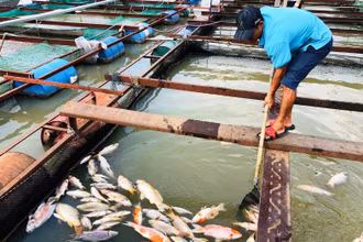 Cá chết nổi trong bè gia đình anh Nguyễn Văn Vỵ.