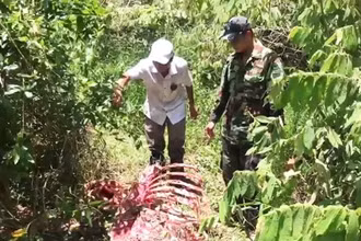 Khung xương cá thể bò tót bị sát hại.