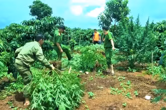 Sau khi phát hiện, Công an huyện Ea H’leo tiến hành nhổ bỏ và tiêu hủy toàn bộ số cây cần sa trồng trái phép theo quy định.