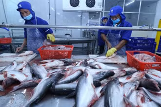 Cá tra, cá basa Việt Nam đang được áp mức thuế thấp do chứng minh không vi phạm các biện pháp phòng vệ thương mại.