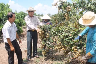 Sóc Trăng đón cơn mưa sau nhiều ngày nắng hạn