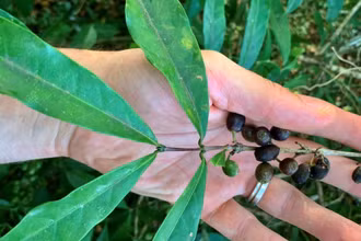 Loài cà phê stenophylla được cho là có hương vị tuyệt vời. Ảnh: RBG KEW.