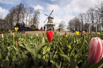 Hà Lan chào đón du khách đến vườn hoa nổi tiếng Keukenhof