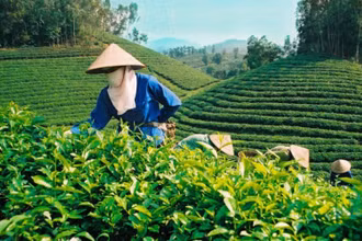 Việt Nam chỉ cung cấp một lượng chè rất nhỏ cho thị trường Australia.