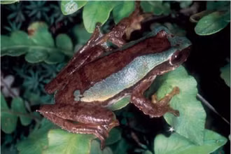 Ếch cây văn bàn Rhacophorus vanbanicus ngoài tự nhiên.