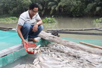 Cá chết nổi trắng bè nuôi sau cơn mưa.