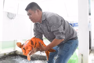 Trần Thướt Vỹ với niềm đam mê cá Koi bất tận.