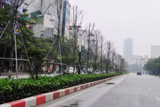 Hàng cây phong sinh trưởng kém do không thích nghi với khí hậu Hà Nội (ẢNH: NGỌC KHÁNH).