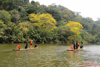 Khung cảnh thơ mộng trên hồ Nà Nưa với sắc vàng rực rỡ của hoa lim vang.