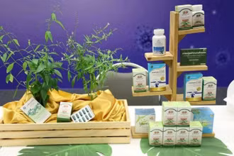 Chất adrographolide trong loại thảo mộc truyền thống Thái Lan fah talai jone (xuyên tâm liên) có thể ngăn cản Covid-19 xâm nhập vào các tế bào cơ thể. (Ảnh The Nation)