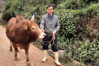 Chủ động phòng bệnh cho gia súc, người chăn nuôi cần theo dõi diễn biến sức khỏe đàn vật nuôi.
