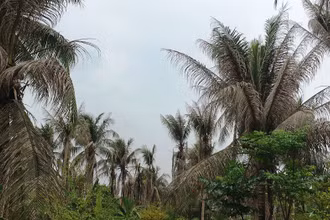 Vườn dừa bị xác xơ do sâu đầu đen tấn công.