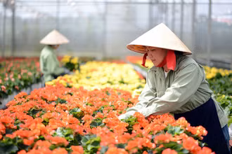 Sản xuất hoa công nghệ cao tại Công ty Dalat Hasfarm.