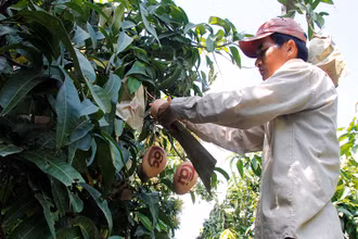 Chăm sóc xoài thư pháp phục vụ thị trường Tết.