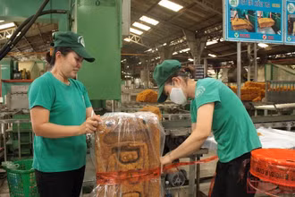 Sản xuất cao su xuất khẩu tại Công ty TNHH MTV cao su Dầu Tiếng. (Ảnh: ANH TUẤN)