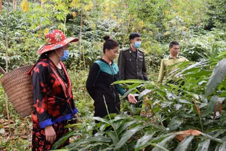Cán bộ kiểm lâm huyện Mường Nhé hướng dẫn người dân thực hiện mô hình trồng sa nhân dưới tán rừng.