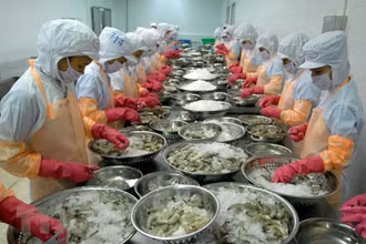 Chế biến tôm xuất khẩu. (Ảnh: TTXVN)