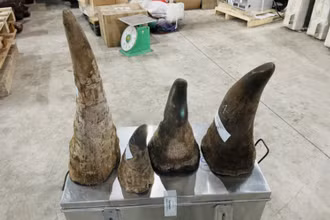 Số sừng tê giác bị Chi cục Hải quan cửa khẩu cảng Hải Phòng khu vực 3 (Cục Hải quan Hải Phòng) phát hiện, thu giữ. (Ảnh do cơ quan hải quan cung cấp).