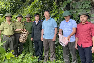 Thả động vật hoang dã vào rừng nhằm bảo tồn đa dạng sinh học của Khu dự trữ thiên nhiên.