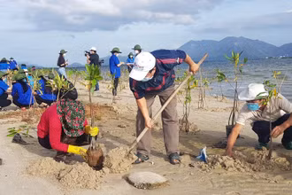 Các lực lượng tham gia trồng cây đước tại xã Cam Thành Bắc, huyện Cam Lâm, tỉnh Khánh Hòa. (Ảnh: VĨNH THÀNH)