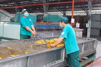 Sản xuất cao su xuất khẩu tại Công ty TNHH MTV cao su Dầu Tiếng.