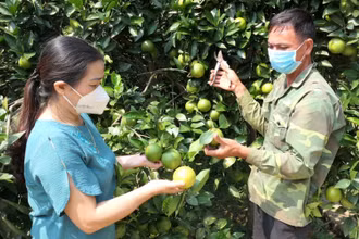 Cán bộ nông nghiệp xã Vĩnh Hảo, huyện Bắc Quang hướng dẫn người dân chăm sóc cam.