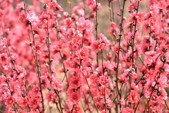 Hoa đào Nhật Tân, Hà Nội (Ảnh minh họa: Trần Hải).