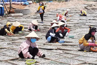 Sau khi được đào tạo nghề chế biến hải sản, nhiều phụ nữ ở xã Thanh Hải, huyện Ninh Hải, tỉnh Ninh Thuận được tuyển dụng vào các cơ sở chế biến cá cơm hấp, tăng thu nhập.