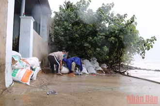 Người dân thôn Mỹ Quang Nam, xã An Chấn, huyện Tuy An, tỉnh Phú Yên dùng bao cát đắp tạm bờ bao chống chọi với xâm thực của sóng biển đang ngày một mạnh lên do ảnh hưởng của bão số 9.