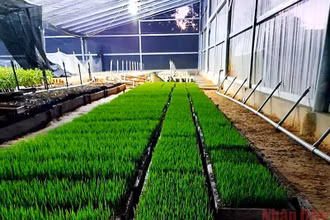 Giống ST25 được Sepon Group chuẩn bị sản xuất lúa hữu cơ.