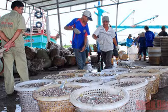 Bốc dỡ hải sản khai thác tại Bến cảng cá Sông Đốc, huyện Trần Văn Thời, tỉnh Cà Mau.