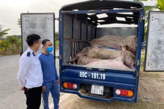 Xử lý xe ô-tô chở 27 con lợn thịt đã chết ở Thái Bình.