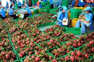 Trung Quốc sẽ tạm dừng nhập khẩu đối với mặt hàng thanh long thời gian từ 0 giờ 00 ngày 29/12/2021 đến 24 giờ ngày 26/1/2022.