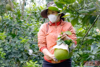 (Ảnh minh họa)
