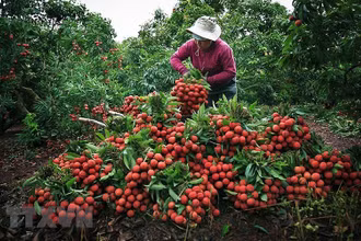 Thu hoạch vải thiều tại Bắc Giang năm 2018. Ảnh: (TTXVN)