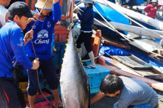 Bà con ngư dân tỉnh Phú Yên khai thác cá ngừ đại dương - một ngành kinh tế mũi nhọn, hiệu quả được tỉnh chú trọng phát triển. (Ảnh: Minh Hiếu)