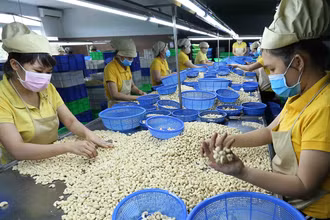 Phân loại nhân hạt điều xuất khẩu. (Ảnh: TTXVN)