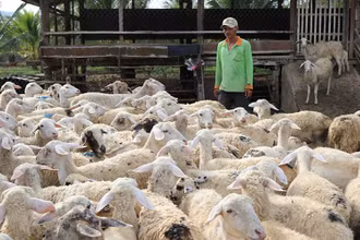 Mô hình nuôi cừu ở xã Phước Trung, huyện Bác Ái, Ninh Thuận. (Ảnh: TTXVN)