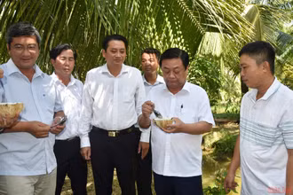 Bộ trưởng Nông nghiệp và Phát triển nông thôn Lê Minh Hoan tìm hiểu về trái dừa sáp tại cơ sở chế biến Đặng Minh Bé, xã Lương Hòa, huyện Châu Thành. 