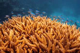 Một đàn cá bơi trên nhóm san hô hươu sao (Acropora cervicornis) ở rạn san hô Great Barrier ngoài khơi bờ biển Cairns, Australia. (Ảnh: REUTERS)