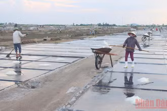 Bà con diêm dân làng Nghĩa Phú, xã Quỳnh Nghĩa (Quỳnh Lưu) thu hoạch muối.