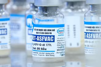Vaccine phòng dịch tả lợn châu Phi.
