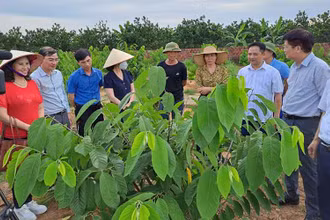 Các đại biểu tham quan mô hình trồng na ở xã Việt Dân, thị xã Đông Triều, Quảng Ninh. 